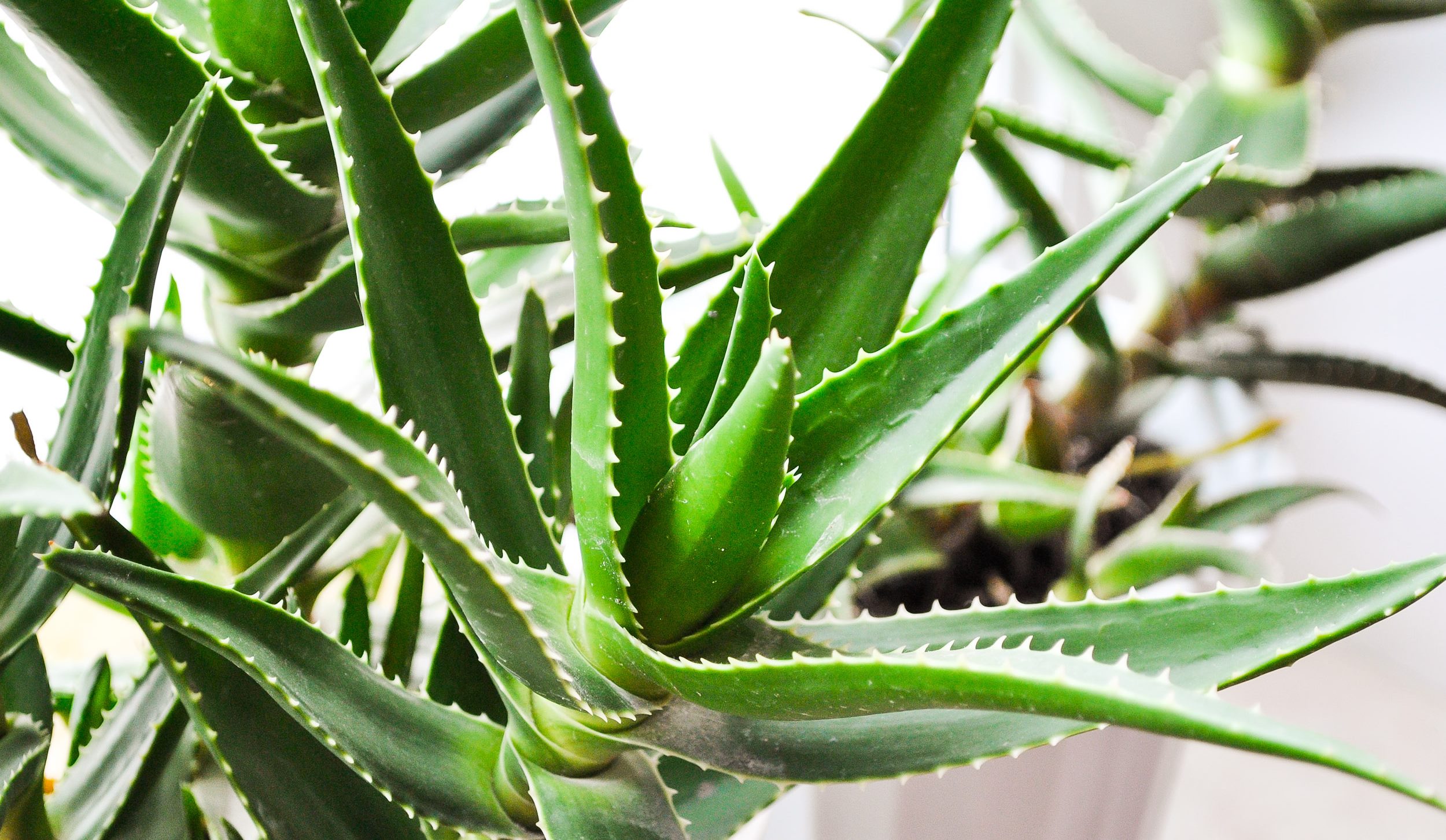 Aloe Plant gel pentru piele cu argint si aloe vera, 20 ml, Vivanatura