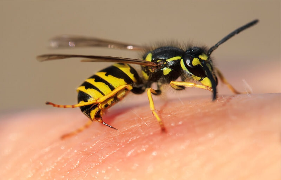 Hornet compliance Recall Înțepătura de albină sau viespe. 7 măsuri pe care să le întreprinzi imediat  - ea.md