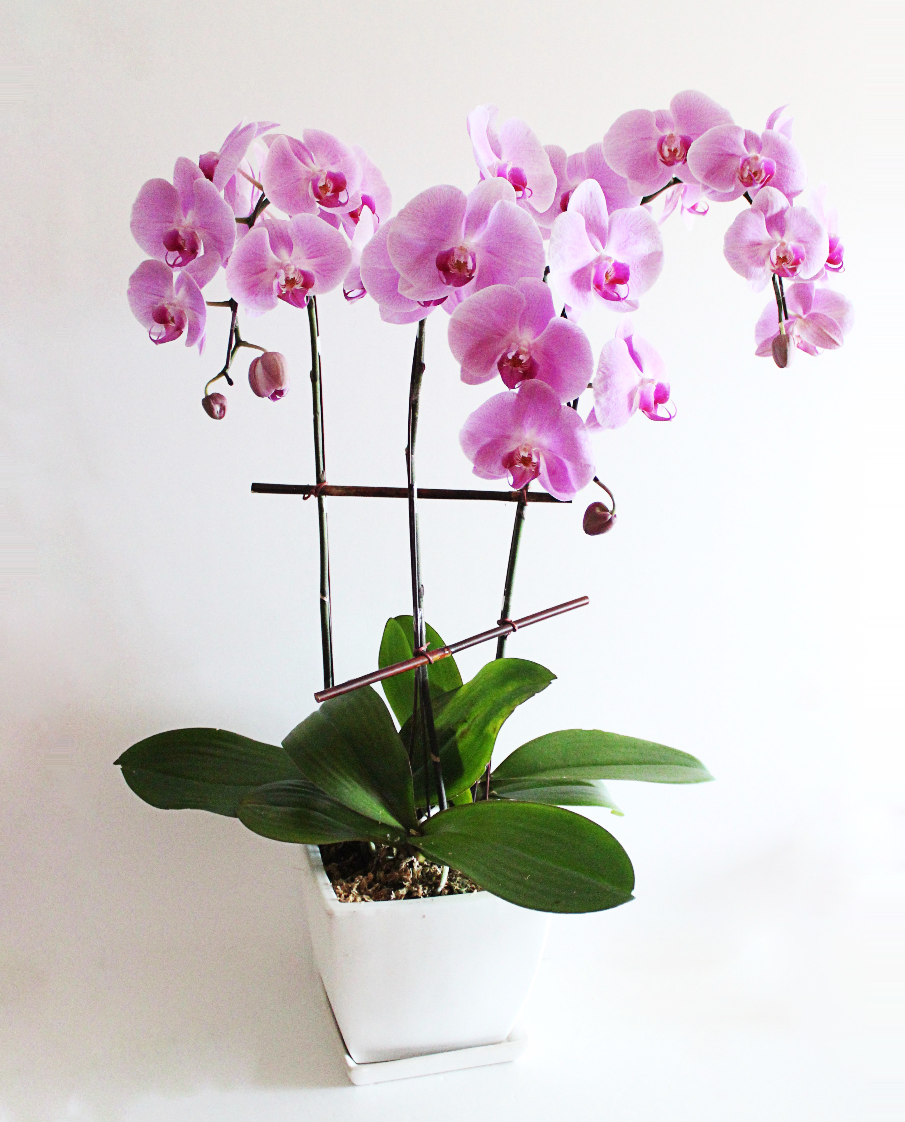Купить цветы орхидеи в горшке. Орхидея фаленопсис. Фаленопсис (Phalaenopsis) – Орхидея. Фаленопсис Орхидея Pink. Архидея генопсис.