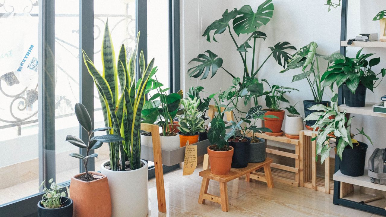 buy a money plant Chinese Money Plant | Pilea Peperomioides