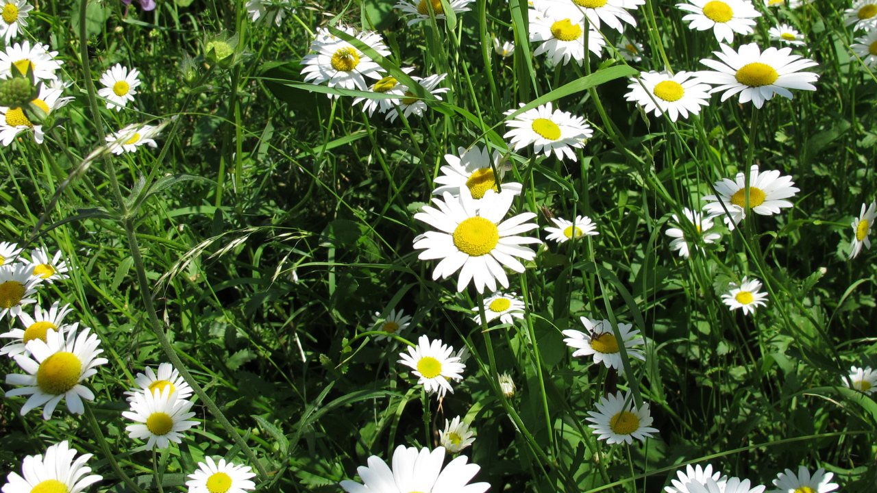 Moldova: Principalele Sfaturi de Bidivizionare a Impactului Climatic