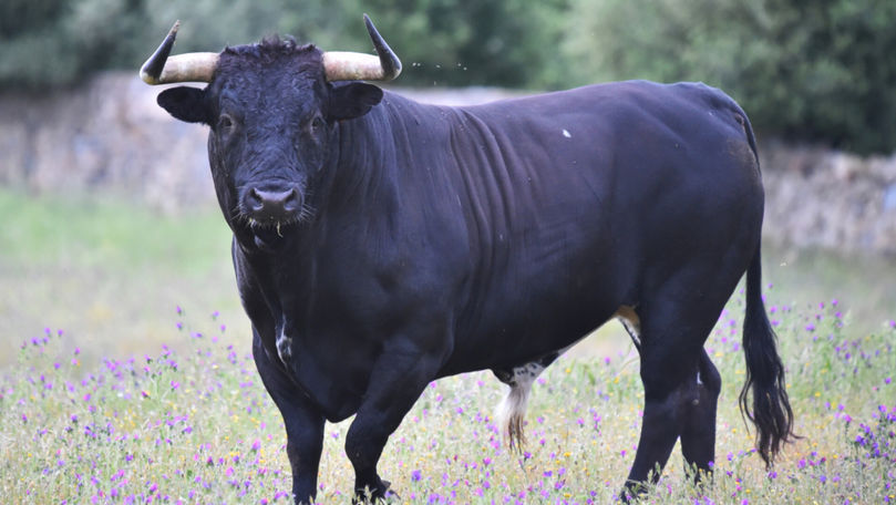 Atac șocant la Chițcani: un bărbat, în stare gravă la reanimare după ce a fost atacat de un taur