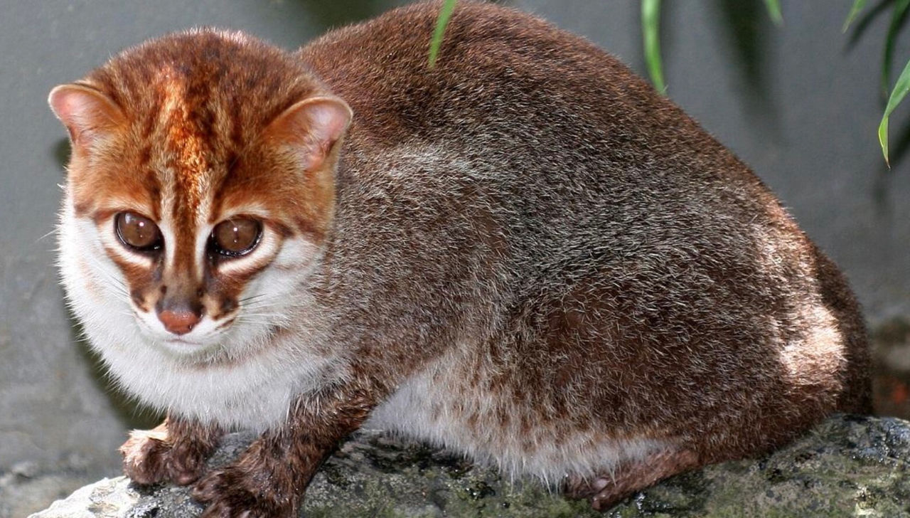 Pisici sălbatice rare, redescoperite în Thailanda după aproape 30 de ani de dispariție