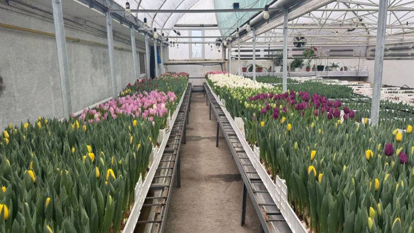 Iarnă afară, primăvară în seră: lalelele din Bardar au înflorit