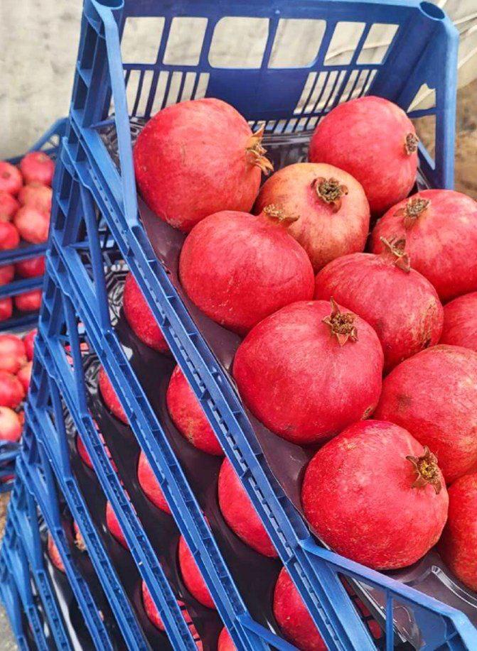 Peste două tone de rodii contaminate, depistate la frontieră și distruse de ANSA