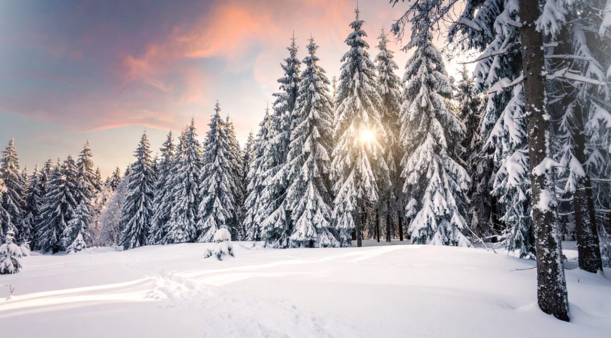 Mare atenție! În Moldova, tăierea ilegală a brazilor de Crăciun se pedepsește cu amenzi usturătoare